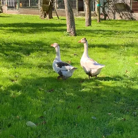 - A Pastoriza - Lugo *