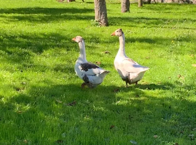 - A Pastoriza - Lugo *